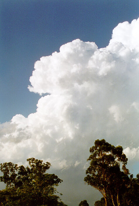 updraft thunderstorm_updrafts : Oakhurst, NSW   15 November 1997