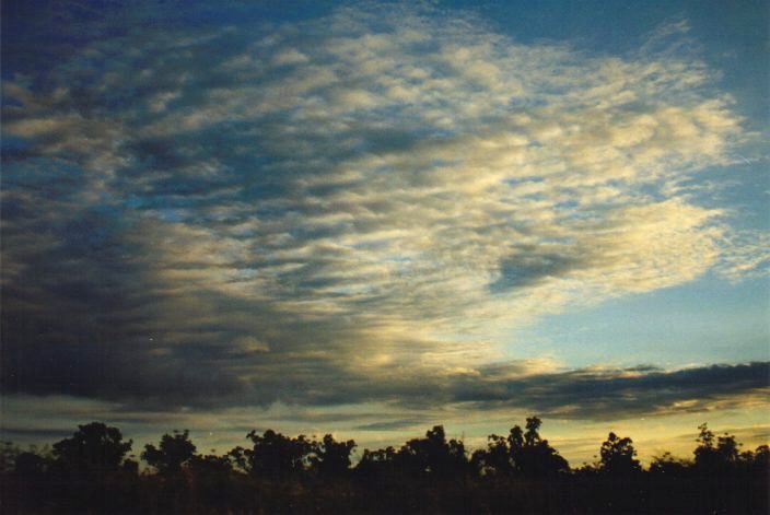 altocumulus undulatus : E of Moree, NSW   31 January 1999