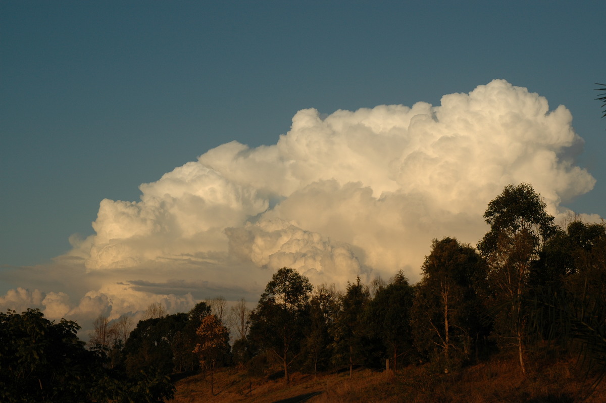 thunderstorm cumulonimbus_calvus : McLeans Ridges, NSW   29 July 2004