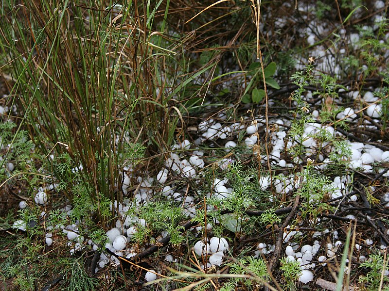hailstones hail_stones : W of Barradine, NSW   25 November 2005