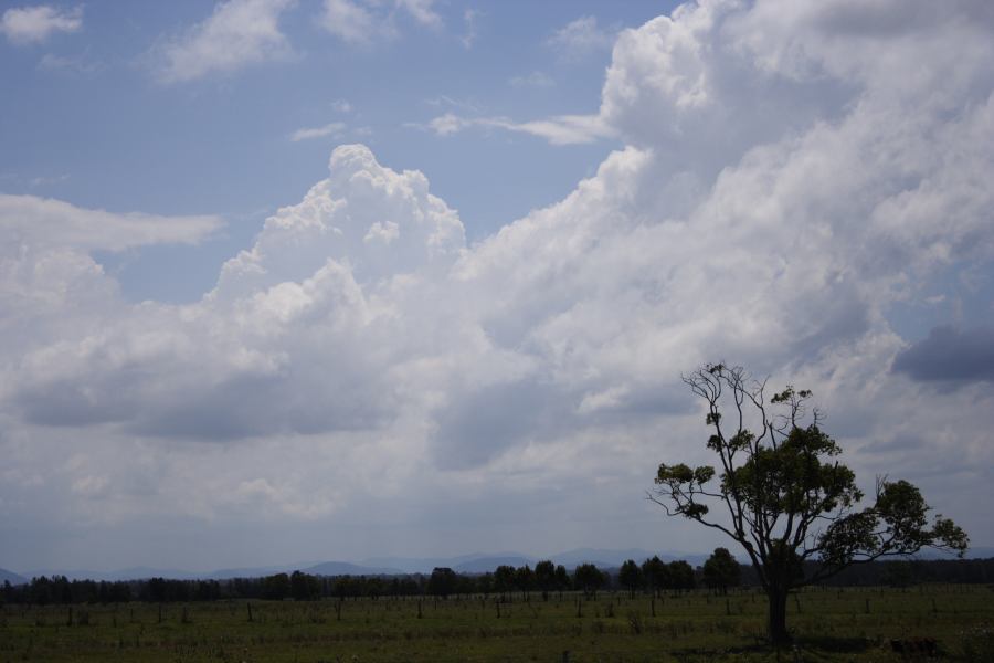 thunderstorm cumulonimbus_calvus : near Taree, NSW   26 January 2007