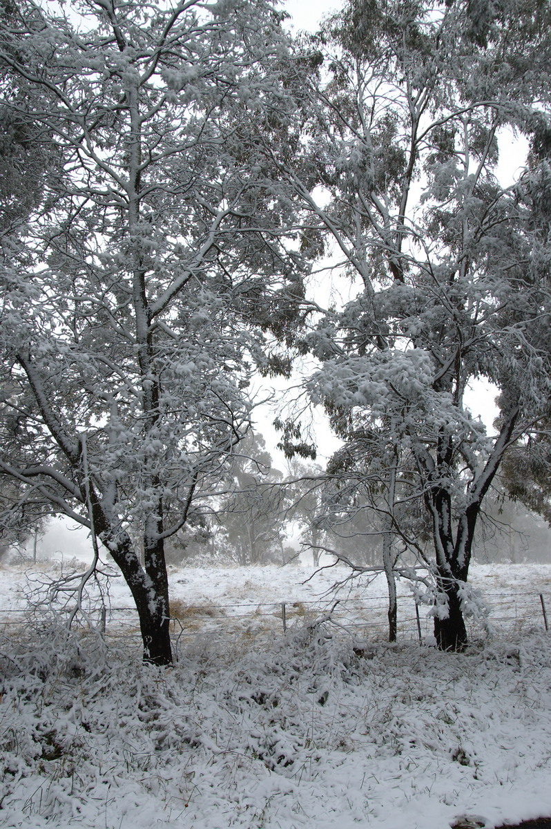 snow snow_pictures : Ben Lomond, NSW   18 May 2008