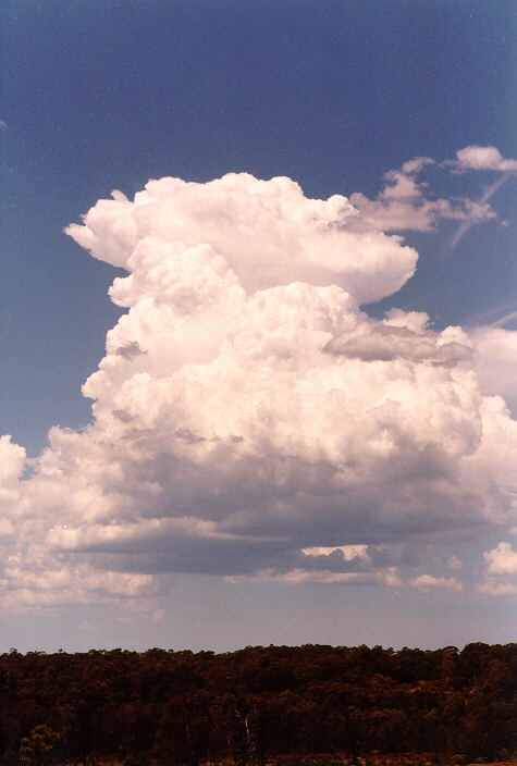 thunderstorm cumulonimbus_calvus : Schofields, NSW   21 December 1997