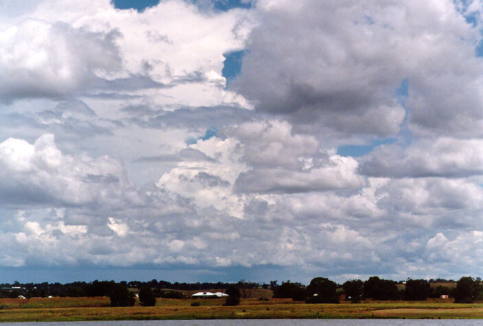 thunderstorm cumulonimbus_calvus : Grafton, NSW   15 January 1998