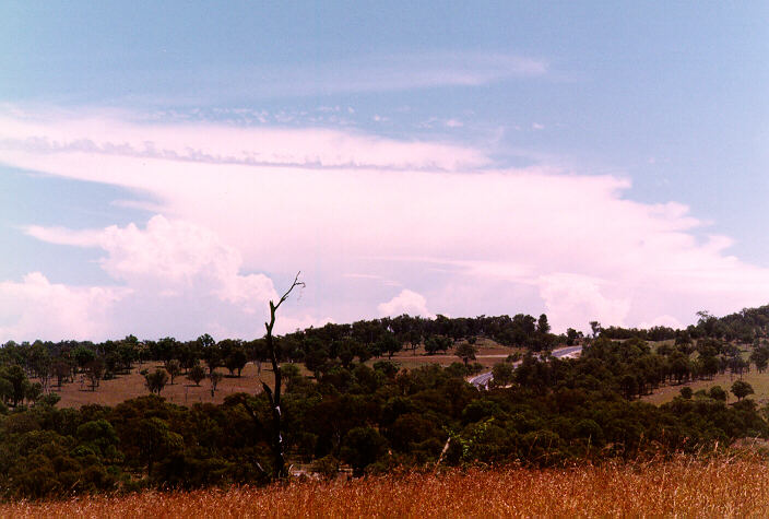 thunderstorm cumulonimbus_calvus : east of Armidale, NSW   19 January 1998