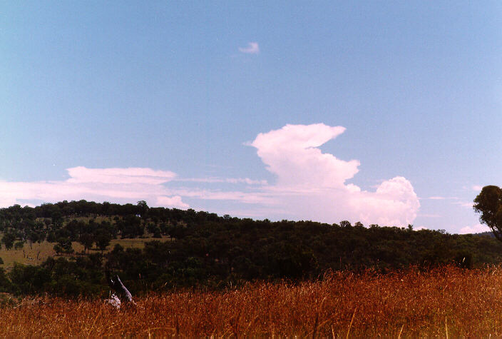 thunderstorm cumulonimbus_calvus : east of Armidale, NSW   19 January 1998