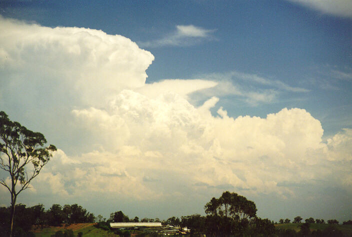 thunderstorm cumulonimbus_calvus : Horsley Park, NSW   1 February 1998
