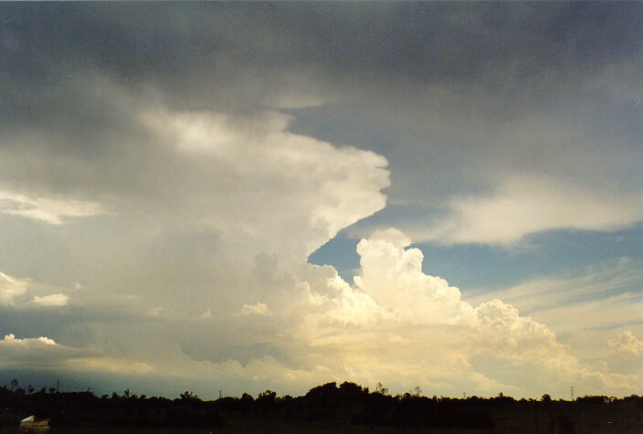 thunderstorm cumulonimbus_calvus : Cobbity, NSW   1 February 1998