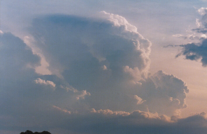 thunderstorm cumulonimbus_calvus : Schofields, NSW   29 January 1999
