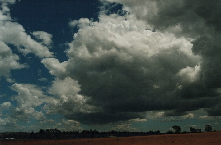 thunderstorm cumulonimbus_calvus : N of Armidale, NSW   17 January 2000