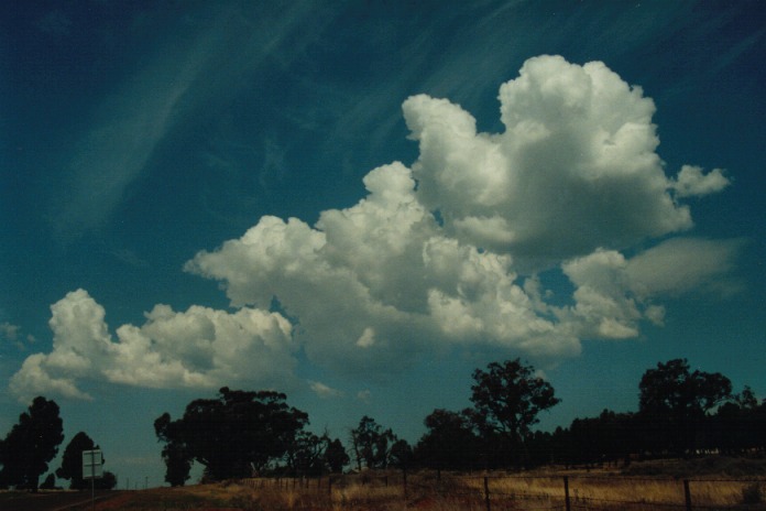 cumulus mediocris : Gunnedah, NSW   21 September 2000