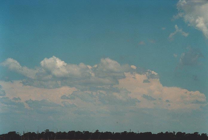 cumulus mediocris : E of Goondiwindi, Qld   27 November 2000