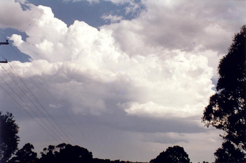 thunderstorm cumulonimbus_calvus : Tregeagle, NSW   4 December 2002