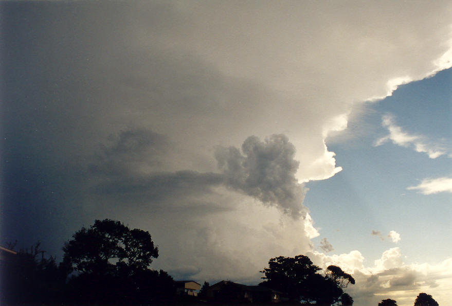 anvil thunderstorm_anvils : McLeans Ridges, NSW   25 January 2004
