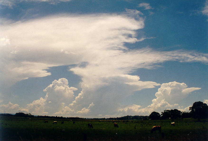 anvil thunderstorm_anvils : S of Kyogle, NSW   26 January 2004