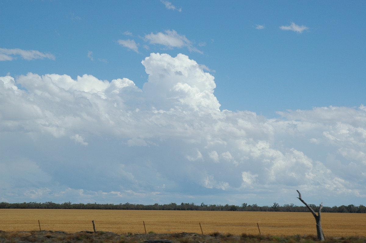 thunderstorm cumulonimbus_calvus : W of Walgett, NSW   8 December 2004