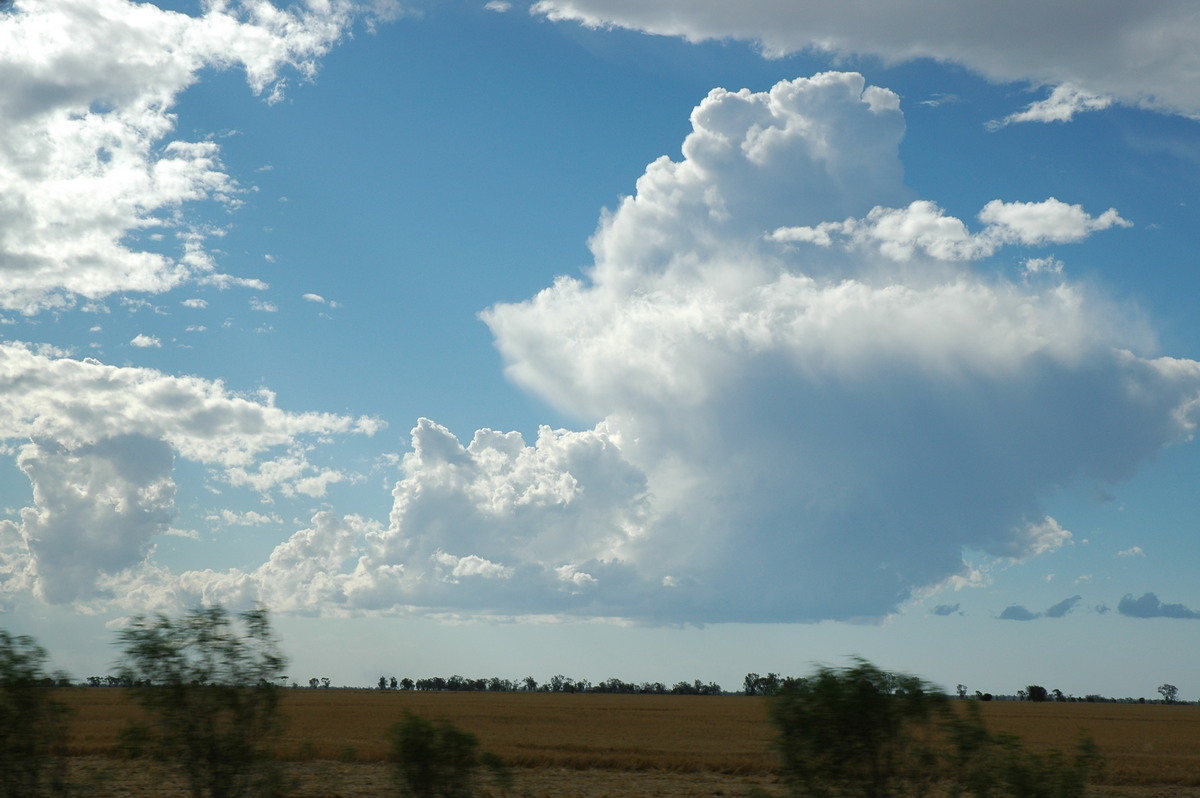 thunderstorm cumulonimbus_calvus : Walgett, NSW   8 December 2004