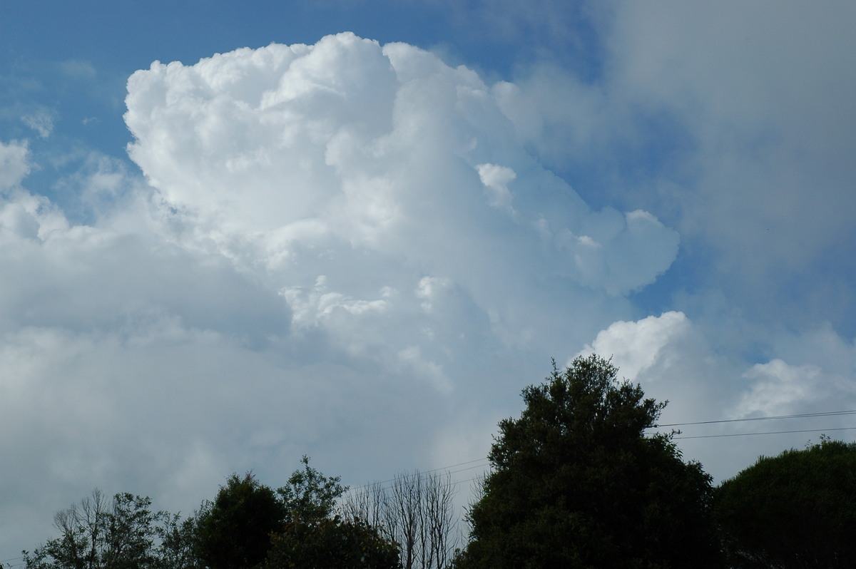 thunderstorm cumulonimbus_calvus : McLeans Ridges, NSW   20 April 2005