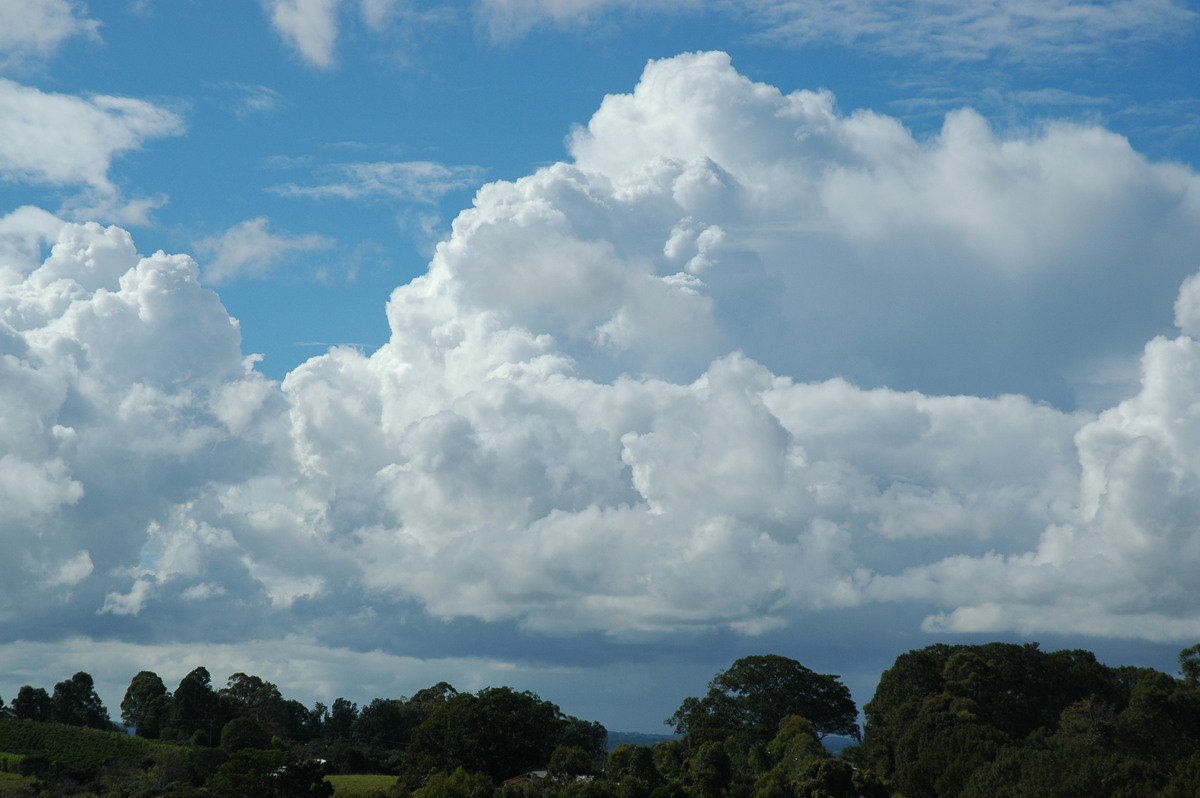 thunderstorm cumulonimbus_calvus : McLeans Ridges, NSW   10 June 2005