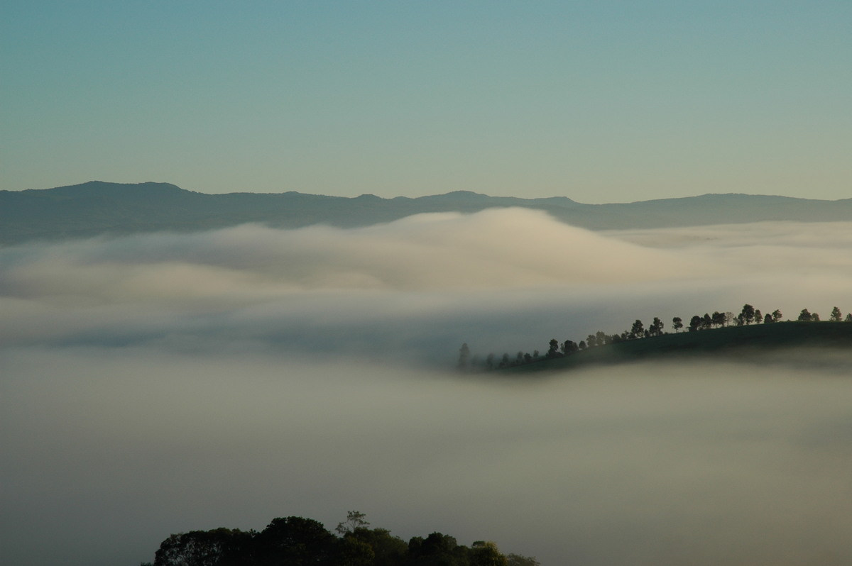 fogmist fog_mist_frost : McLeans Ridges, NSW   2 July 2005