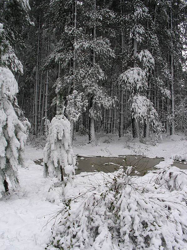snow snow_pictures : near Oberon, NSW   10 July 2005