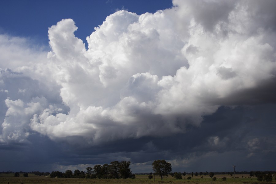 thunderstorm cumulonimbus_calvus : Between Gilgandra and Dubbo, NSW   11 October 2008