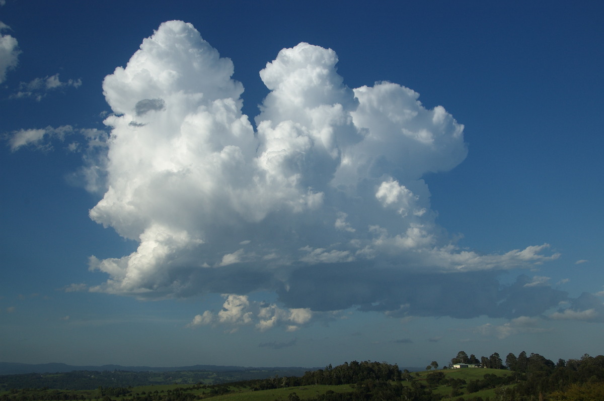 thunderstorm cumulonimbus_calvus : McLeans Ridges, NSW   19 December 2008